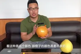 柚子哥第一次吃这种柚子，果皮橙色果肉纯黄，目前仅几棵树没得卖