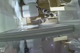 三只大胖猫思考这人生，突然主人来了.它们竟然.图片