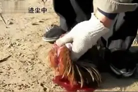 村里的二爷 帮我杀鸡全过程 吃肉拉