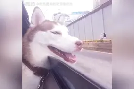 主人开车出去兜风，狗狗显得特别兴奋，到处嗨图片