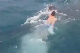 近距离实拍男子骑鲸鲨！图片