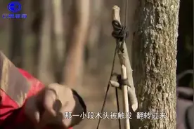 高手捕捉野猪全过程图片