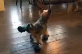狗狗穿上鞋子之后不会走路了！超萌图片