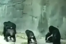 一群黑猩猩群聚激情斗殴 这才是真正的古惑仔呀图片