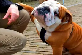 狗狗视频大全图片