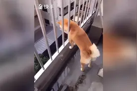 柴犬就是爱把脑袋伸出外面的一种生物！图片