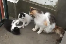 猫妈妈和它的两个小猫崽，两只小猫打闹，猫妈妈在旁边看着图片