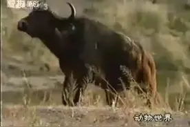 狮子鳄鱼联手大战野牛.拍摄中精彩图片