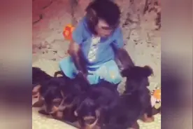 小猴子像大人一样照顾狗狗，场面很温馨图片