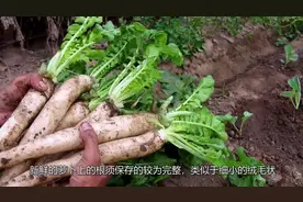 白萝卜切开以后是黑心的看好这些地方，避免买到黑心大萝卜视频封面