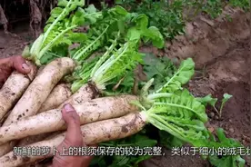 白萝卜切开以后是黑心的看好这些地方，避免买到黑心大萝卜视频封面