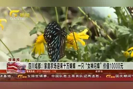 四川成都：家庭农场 迎来十万蝴蝶，一只女神闪蝶价值10000元！