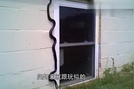 野外的蛇是如何通过爬墙爬树，轻松跑到你家房顶的