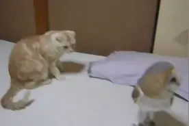 当猫遇到猫头鹰，彼此都是一脸懵逼视频封面