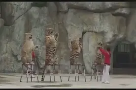 看着凶残恐怖的老虎狮子，竟会听从人类的指挥图片