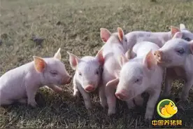 九大预防措施杜绝断奶仔猪腹泻图片