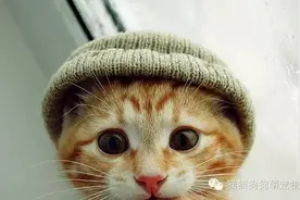 戴帽子的喵星人们，萌萌哒！图片