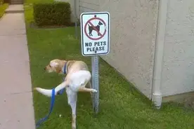 防止坏狗靠车撒尿6招图片