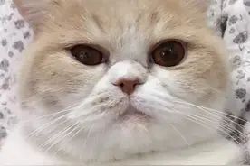 一只逗逼的猫没事都干啥图片