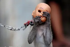 世界各地“卖艺”为生的动物们 练就十八般武艺只为取悦人类图片