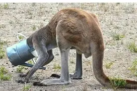 澳大利亚的一只小袋鼠把脑袋卡在桶里了，拔出来也是费了好大的劲图片