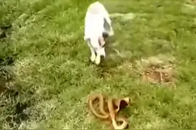 这条眼镜蛇偶然遇到一只小狗，怎料接下来却被小狗乱咬制服！图片