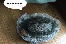 寒潮来袭，日本女子粗心将乌龟放阳台上，回家时惊呆了！图片