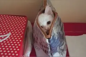 小猫咪躲在包包里跟主人大玩打地鼠，萌蠢可爱度直接爆表！图片