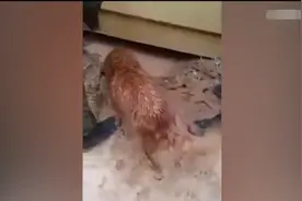 狗妈妈潜入泥潭救狗宝宝,超感人！母爱都是一样的图片