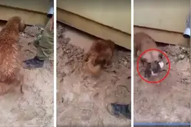 母爱伟大！狗窝淹水宝宝受困，狗妈妈无助哀嚎求救，辛遇军人相助图片