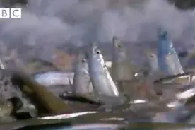 太怪异了！无数条鱼跑到岸上，立着身子挣扎！图片