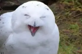 ​猫头鹰这种动物,笑得一脸纯良无害图片