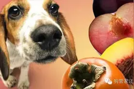 狗狗的16种食物禁忌图片