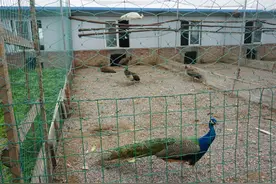 公安县发展野生动物驯养业 成农民致富新亮点图片