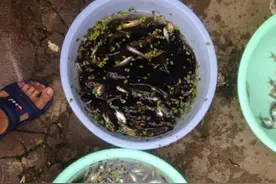 河边又见绝户地笼，小鱼都是一盆一盆的，没人管图片