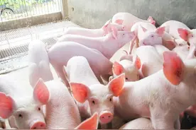 现在猪场流行这样的仔猪保健方式图片