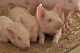 学会酒糟喂猪新方法，简单又好用，提高酒糟利用率！图片