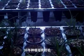 别在买绿植了一颗兰草给你一个芬芳的家；看兰草给你的100个好处视频封面