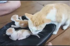 猫妈妈看到有人拿走小猫，不安的在一旁看着，最后忍不住叼回家了图片