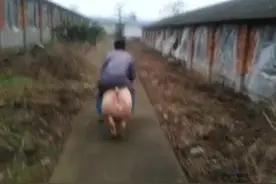 见过骑马的，骑驴的，第一次见骑猪的图片