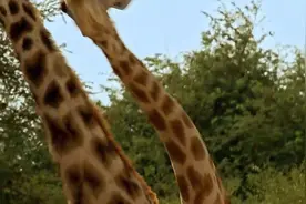 长颈鹿的长脖子是用来干嘛的？这个视频来告诉你答案！图片