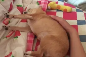 演技派吉娃娃，为抗议主人骚扰，就一直四肢僵硬定在那儿，笑惨了图片