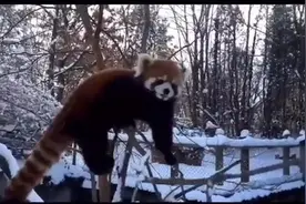 雪地里嬉戏玩耍的小熊猫，很开心的样子，萌萌哒图片