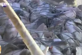 实拍黑龙江捕鱼记，图片