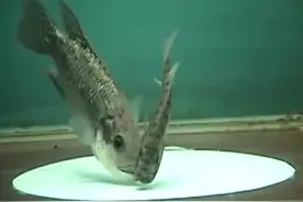 原来罗非鱼鱼苗是这样孵化的啊，好神奇！