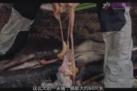 高手教你在野外捕捉野猪，百试不厌图片