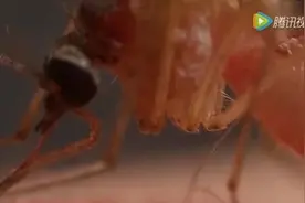 近距离观察蚊子是如何吸血的涨姿势了图片