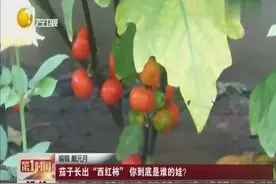 刨根问底：茄子长出“西红柿” 你到底是谁的娃？