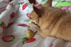 呆萌狗狗霸占玩具，主人只要手一伸过来，汪星人反应太逗了图片