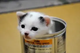 逗比主人把猫咪装进铁罐中图片